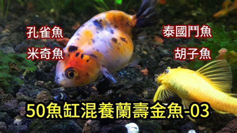 金魚可以跟什麼魚混養|金魚跟什麼魚混養最佳，混養注意事項